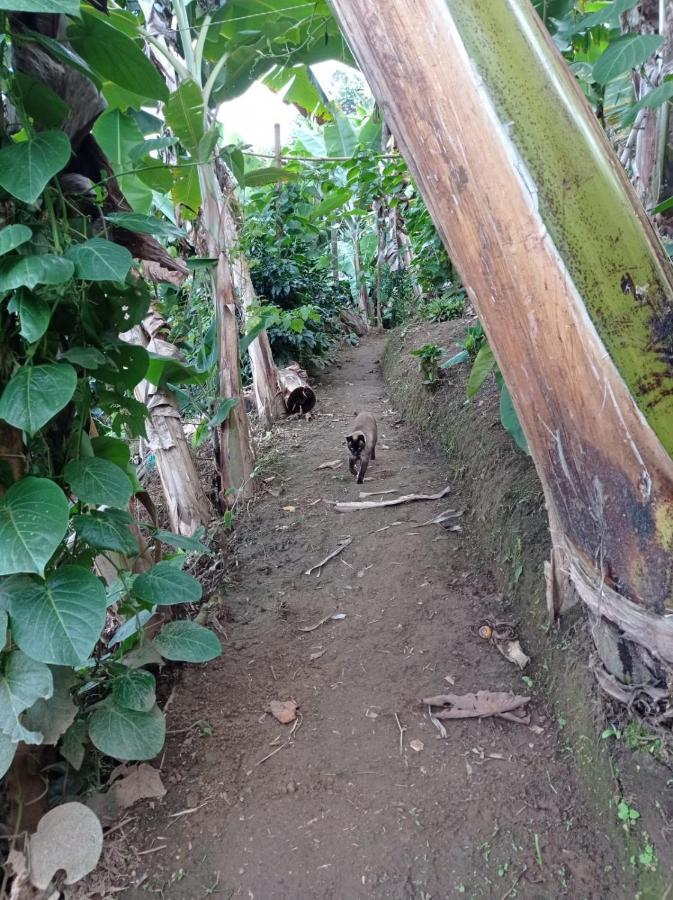 Alojamiento Rural Jardín Consentido Exterior foto