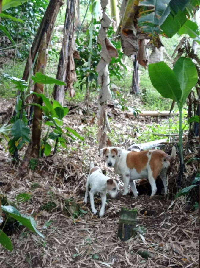 Alojamiento Rural Jardín Consentido Exterior foto